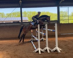 jumper Ceprano CH (Swiss Warmblood, 2014, from Concalido)