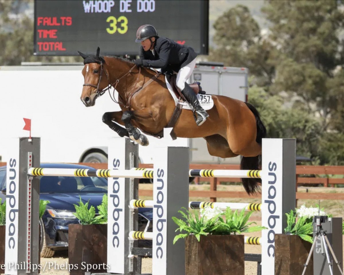 jumper Whoop de Doo (American Warmblood, 2011, from Mr Whoopy)