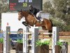 jumper Whoop de Doo (American Warmblood, 2011, from Mr Whoopy)