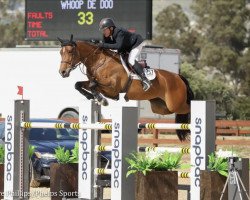 Springpferd Whoop de Doo (Amerikanisches Warmblut, 2011, von Mr Whoopy)