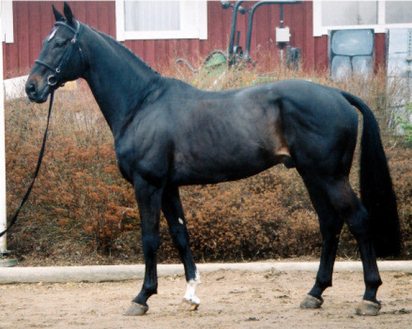 horse Polyfino 120 FIN (Rhinelander, 1995, from Polydor)