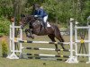 jumper Vindalgo Suprime (German Warmblood, 2012, from Verano)