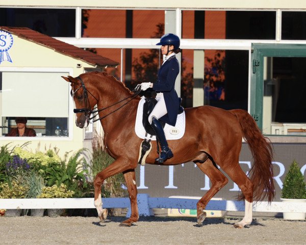 dressage horse Eppo (KWPN (Royal Dutch Sporthorse), 2009, from Zjengis Khan)