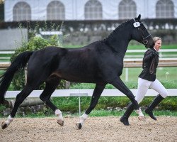 Springpferd Calantos Von Ryfenstein CH (Schweizer Warmblut, 2019, von Albführen's Caladetto)