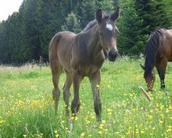 Springpferd Baloumé H (Westfale, 2016, von Baloutelli 2)