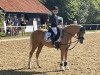 Dressurpferd Champion (Deutsches Reitpony, 2011, von Top Carlos Cassini)