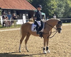 dressage horse Champion (German Riding Pony, 2011, from Top Carlos Cassini)