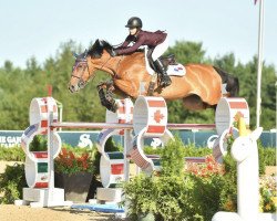 jumper Qh Casaktie Santo Antonio (Holsteiner, 2009, from Cascari)