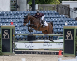 jumper Gylana VS (KWPN (Royal Dutch Sporthorse), 2011, from Indorado)