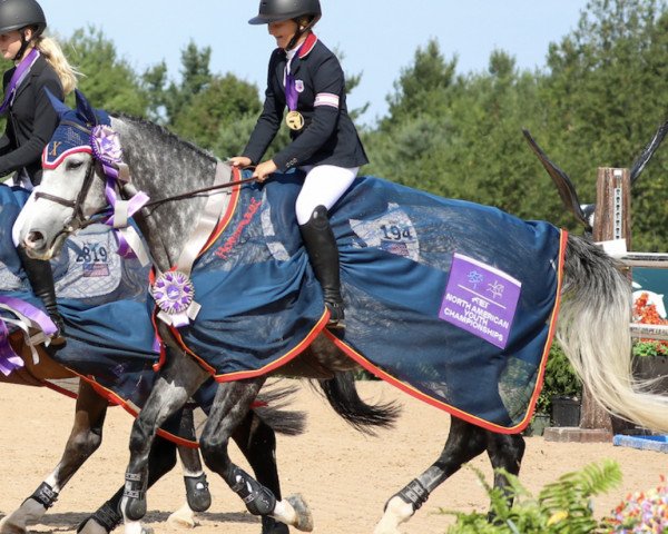 jumper Dianett (Swedish Warmblood, 2014, from Diarado)