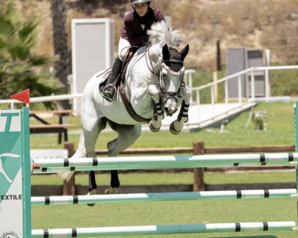 broodmare Dolliebanta (KWPN (Royal Dutch Sporthorse), 2008, from Dulf van den Bisschop)