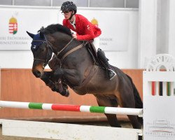 jumper Correct Blue Sz (Oldenburg show jumper, 2015, from Cornet Obolensky)