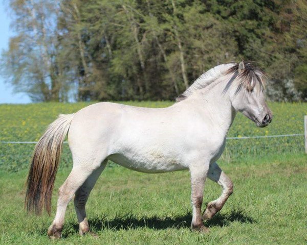 broodmare Jorna (Fjord Horse, 2013, from Ilmar)