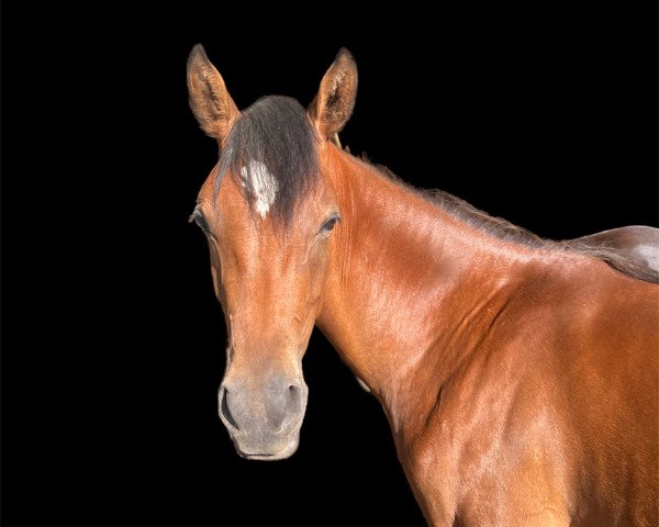 dressage horse Valido‘s Unicorn cck (German Riding Pony, 2022, from Valido's Comeback WS)