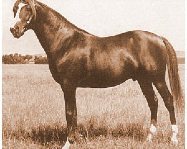 stallion Bacaram ox (Arabian thoroughbred, 1944, from Alla Amarward ox)