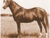 stallion Bacaram ox (Arabian thoroughbred, 1944, from Alla Amarward ox)