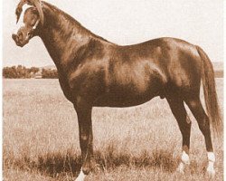 stallion Bacaram ox (Arabian thoroughbred, 1944, from Alla Amarward ox)