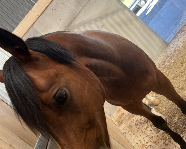 jumper Spirit LH (Belgian Riding Pony, 2015, from Golden Challenge)