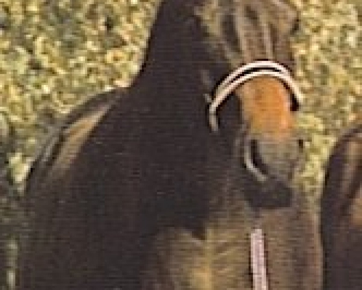 broodmare Mistanny Ann ox (Arabian purebred, 1959, from Hallany Mistanny ox)