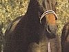broodmare Mistanny Ann ox (Arabian thoroughbred, 1959, from Hallany Mistanny ox)