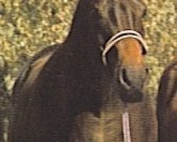 broodmare Mistanny Ann ox (Arabian thoroughbred, 1959, from Hallany Mistanny ox)