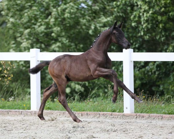 dressage horse Special Boy (German Sport Horse, 2023, from St. Emilion)