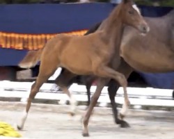 dressage horse Next Coconut Dream (German Riding Pony, 2022, from FS Next Diamond)