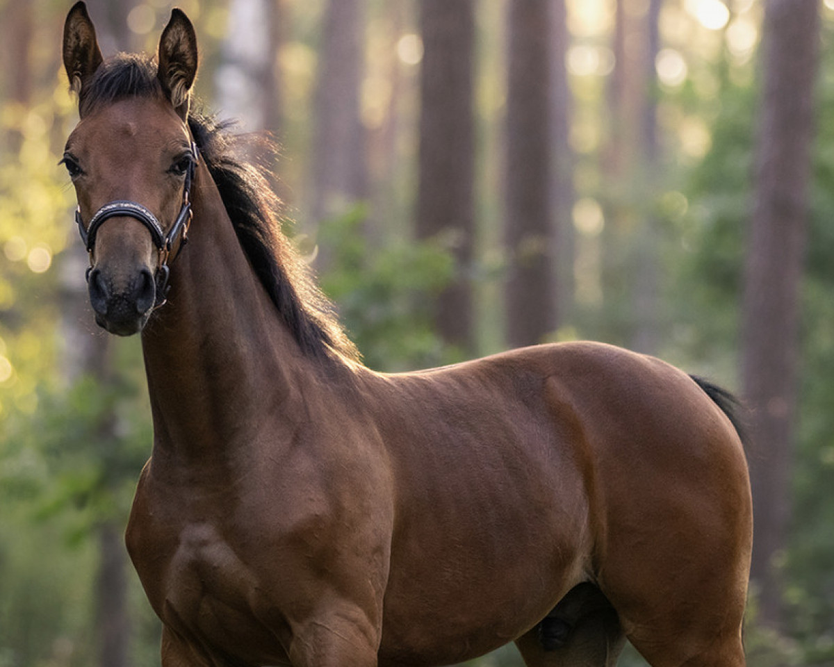dressage horse Cadeau que bel (Oldenburg, 2023, from Cadeau Noir)