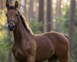 Dressurpferd Cadeau que bel (Oldenburger, 2023, von Cadeau Noir)