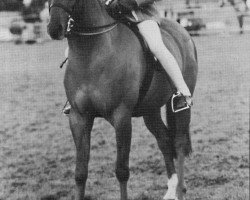 Pferd Spinningdale Grandeur (British Riding Pony, 1991, von Syon Splendour)