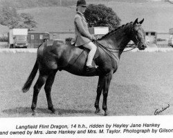 Pferd Langfield Flint Dragon (Welsh Pony (Sek.B), 1984, von Gunnerby Hallmark)