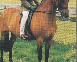 horse Glenallan Symphony (British Riding Pony, 1988, from Westacre Concerto)