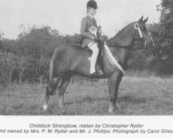 horse Chiddock Strongbow (British Riding Pony,  , from Chiddock Fankino)