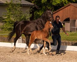 jumper Calimero GR (Hanoverian, 2023, from Conthalou)