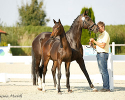 Springpferd Casira G (Hannoveraner, 2018, von Casiro I)