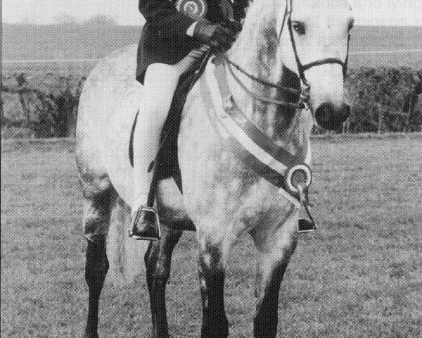 Pferd Buckhurst Blue Falcon (British Riding Pony, 1988, von Rosevean Sea Eagle)