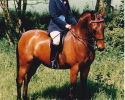 Pferd Pinchinthorpe Fanfare (British Riding Pony, 1975, von Erimus Film Star)