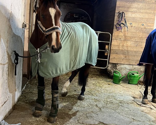 horse Bright Eyes Lh (Oldenburg show jumper, 2018, from Bentley van de Heffinck)