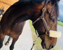 dressage horse Ferrón (Hanoverian, 2014, from Franziskus FRH)