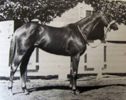 stallion Puissant Chef xx (Thoroughbred, 1957, from Djefou xx)