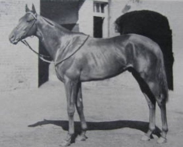 stallion Delirium xx (Thoroughbred, 1945, from Panorama xx)