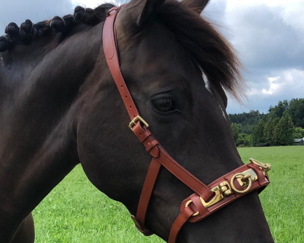 dressage horse Poppy (German Riding Pony, 2014, from FS Pontiac)