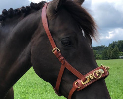 Pferd Poppy (Deutsches Reitpony, 2014, von FS Pontiac)