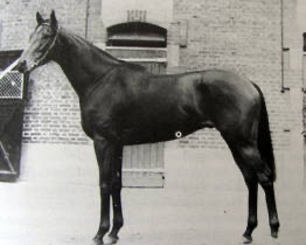 stallion Sica Boy xx (Thoroughbred, 1951, from Sunny Boy III xx)
