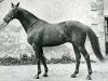 stallion Rovigo xx (Thoroughbred, 1925, from Faucheur xx)