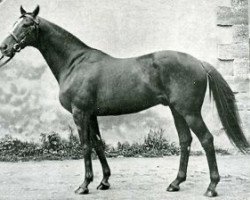 stallion Rovigo xx (Thoroughbred, 1925, from Faucheur xx)