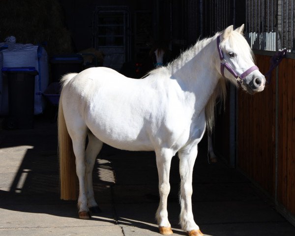 broodmare Greenhof's Milla (Welsh mountain pony (SEK.A), 2006, from Sonnenberg Nino)