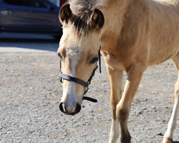 horse Klatt's Minora (Welsh-Pony (Section B), 2023, from Wildzang's Dakar)