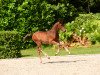 Springpferd Stute von Lewine / Diarado (Holsteiner, 2020, von Lewine 3)