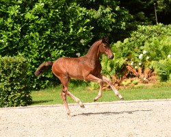 Springpferd Stute von Lewine / Diarado (Holsteiner, 2020, von Lewine 3)